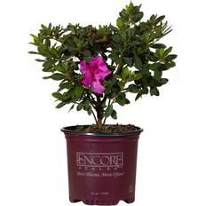 Live plants Encore Azalea Autumn Royalty Gallon Azalea of The Year Purple Flowering Shrub Sun Live