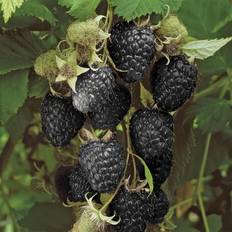 Potted Plants Coopers of Stortford You Garden 2L Potted Raspberry Black