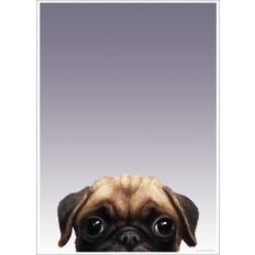 Brown Posters Inquisitive Creatures Pug Poster