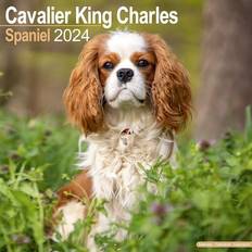 Kalender 2024 Avonside King Charles Spaniel 2024 Original [Kalender]