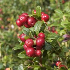 Seeds Coopers of Stortford You Garden 2L Potted Cranberry Vaccinium Pilgrim