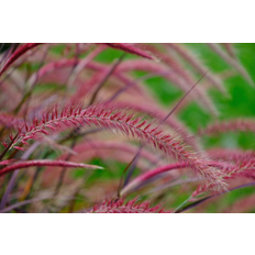 Krukfat på rea Fjäderborstgräs OMNIA GARDEN Pennisetum advena