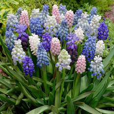 Vegetable Seeds Van Zyverden Muscari Cottage Blend Bulbs 25-pack