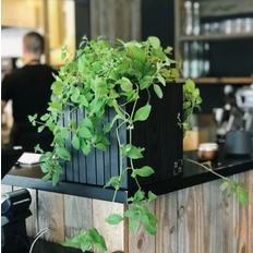 Træ Krukker Squarely Copenhagen SQUARELY CPH GrowON Plantekasse Krukke