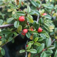 COTONEASTER sue. 'Coral Beauty' Dværgmispel, bær Blomsterfrø