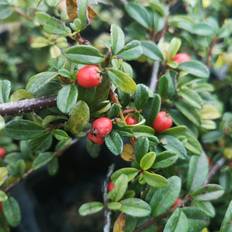 COTONEASTER sue. 'Coral Beauty' Dværgmispel, bær