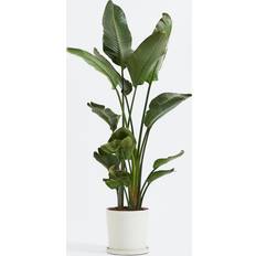 Plant in a Box Strelitzia Nicolai Green Artificial Plant