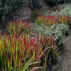 Coopers of Stortford You Garden Imperata Cylindrica Red Baron 2L Potted Plant