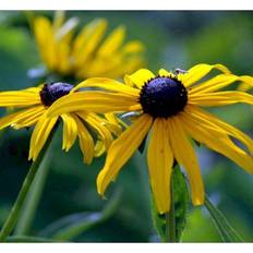 Solhat Goldsturm Rudbeckia fulgida Goldsturm