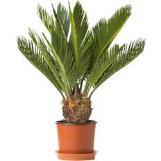 Pots, Plants & Cultivation GardenersDream Cycas Revoluta Sago Palm Plant Office 30-40Cm Incl Pot