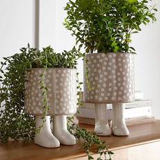 Pots, Plants & Cultivation Pelsall Medium Polka Dot Footed Plant