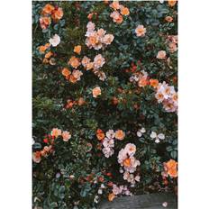 Rosa Plakate & Poster Fine Little Day Rose Poster 70 100cm