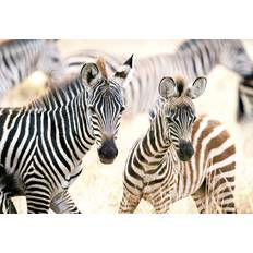 Castorland Young Zebras 1000 Teile