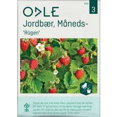 Blomsterfrø Odle 'Rügen' måneds- jordbær frø