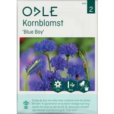 Blomsterfrø Odle 'Blue Boy' kornblomst frø