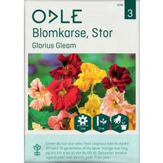 Blomsterfrø Odle 'Glorius Gleam' blomkarse frø