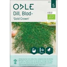 Blomsterfrø Odle 'Gold Crown' Blad Dill