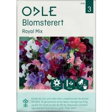 Blomsterfrø Odle 'Royal Mix' blomsterert frø