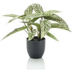Calathea Dots