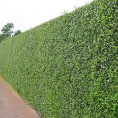 GardenersDream Green Privet Hedging Plants 20-40Cm Ligustrum Ovalifolium Evergreen