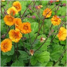 Orange Blomsterfrø Nellikerod Carlskær Geum hybrid Carlskær