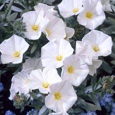 Pots, Plants & Cultivation GardenersDream Convolvulus Cneorum White Evergreen Spreading