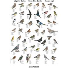 ScandPosters Havens Fugle Plakat