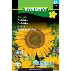 Hornum Solsikke frø Dværgsolsikke "Sunspot" Blomsterfrø Blomsterfrø