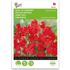 Augustus Bloemzaden Lathyrus Royal Family Scarlet