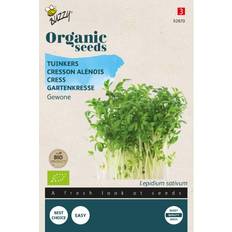 Buzzy Organic karse økologiske frø Blomsterfrø
