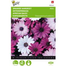 Augustus Bloemzaden Akila Mix Osteospermum