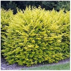 Hedge Plants 1 X LIGUSTRUM 'AUREUM' EVERGREEN GARDEN