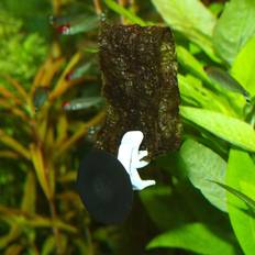 food clip x2 vegetation feeder