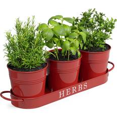 Barnyard Designs Farmhouse Herb Garden Planter Planter