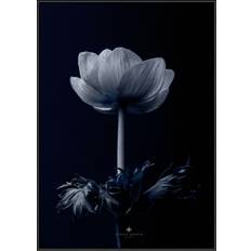 Incado Plakater Incado Anemone Str:50 Plakat