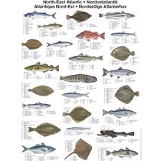 Nordöstra Atlantens Fisk Plansch UTAN