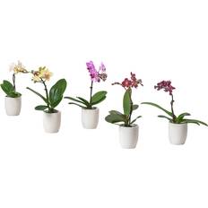 Ikea PHALAENOPSIS Orkidé/blandade Konstgjord växt