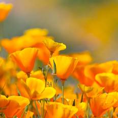 Trees & Shrubs California Poppy Flower Seeds- Over Premium Seeds