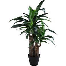Double Stem Yucca Green
