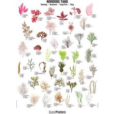 ScandPosters Nordens Tang Plakat