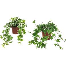 Ikea HEDERA HELIX Krukväxt, Murgröna