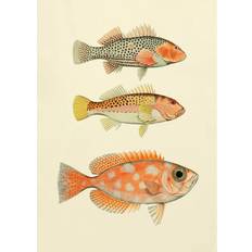 The Dybdahl Co Brugskunst The Dybdahl Co The Dybdahl Fishes 3910 Plakat 30x40cm