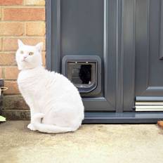 microchip cat grey/white launching