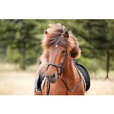 Brides et Accessoires Catago Bridons équitation Raja Icelandic Noir