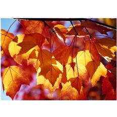 Natural Posters BrainBoosters Autumn Leaves Print Craig Poster