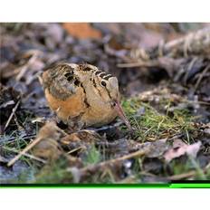 Natural Posters BrainBoosters American Woodcock Bird Print Bill Byrne Poster