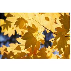 Natural Posters BrainBoosters Maples Leaves Autumn Poster