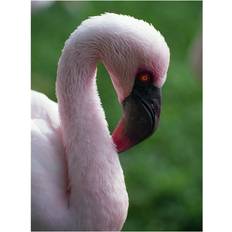 Natural Posters BrainBoosters Flamingo Print Curtin Poster