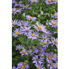 Omnia Garden Brittsommaraster OMNIA GARDEN Aster amellus 'Axel Tallner'