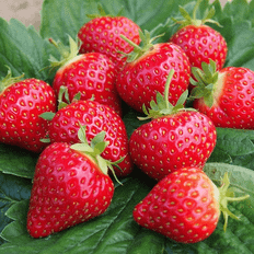 Pots, Plants & Cultivation Gardeners Dream Strawberry Hapil Bare Root Fresh